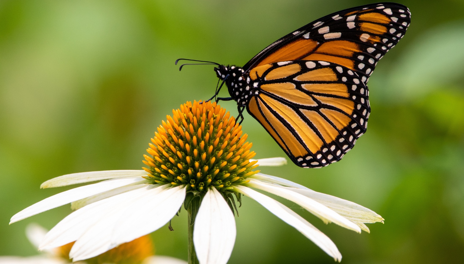 Monarch butterfly on white cone flower