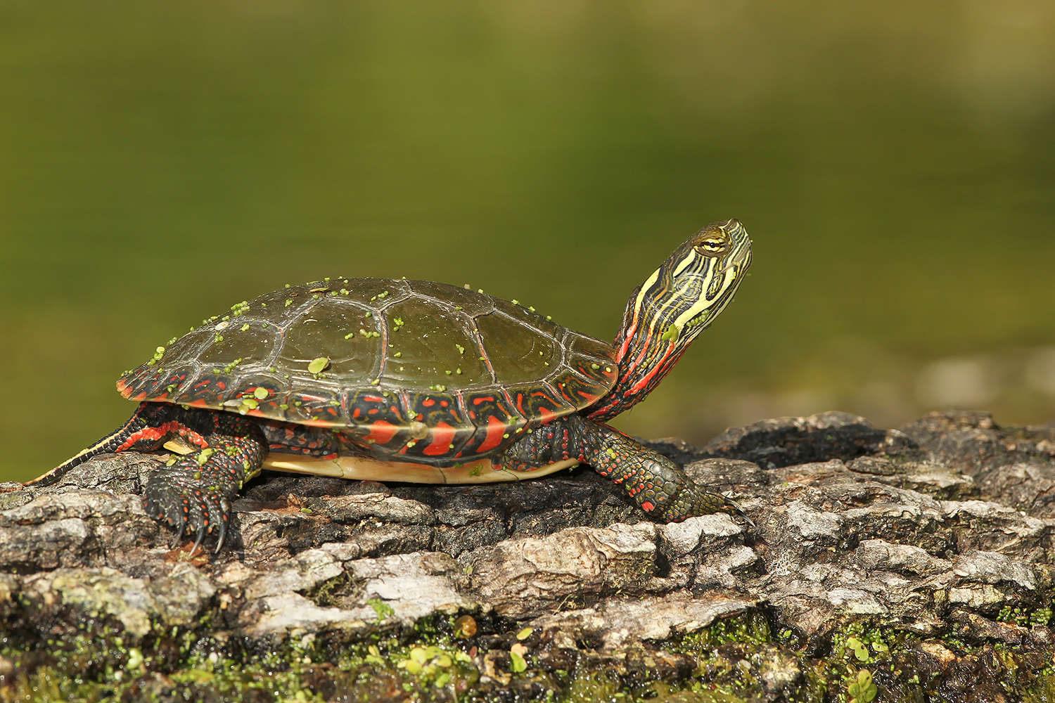 Painted Turtle