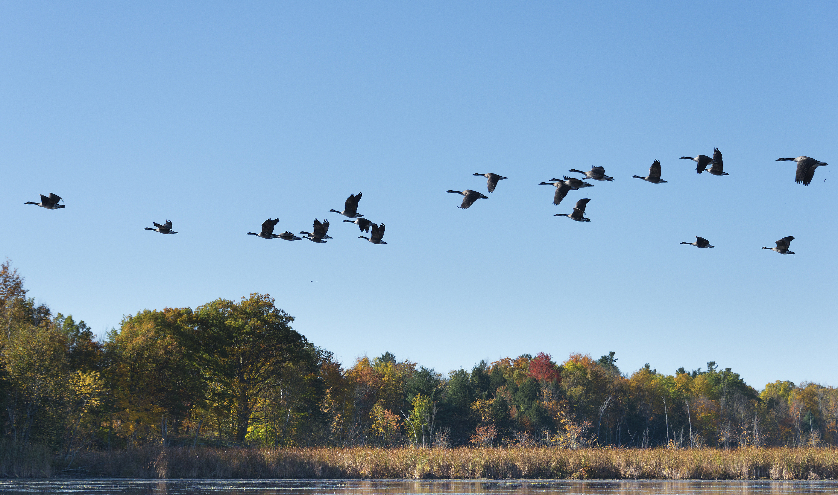 Geese migrating over a lake and fall trees