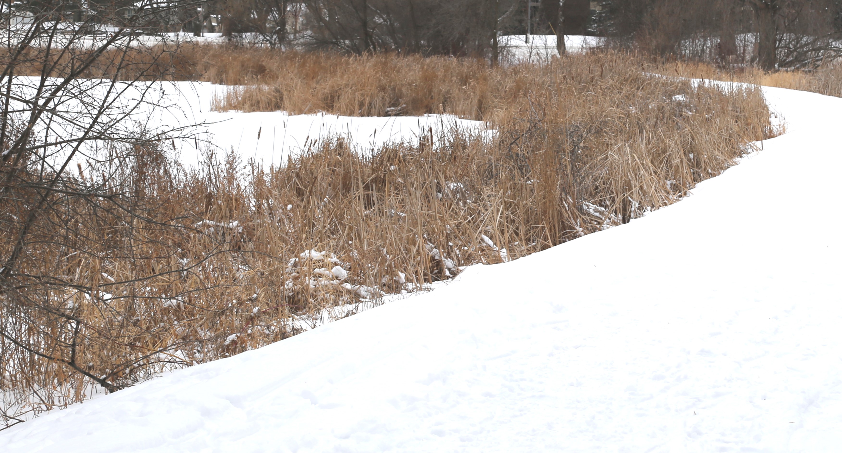 Winter Prairie Grass