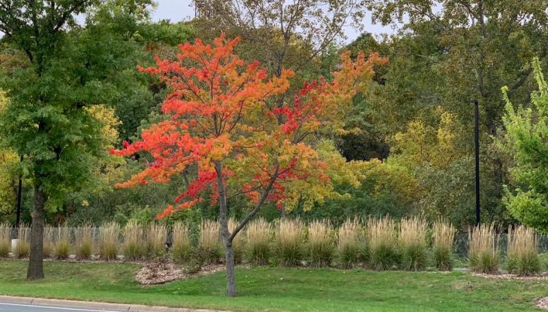 Fall tree colors. 