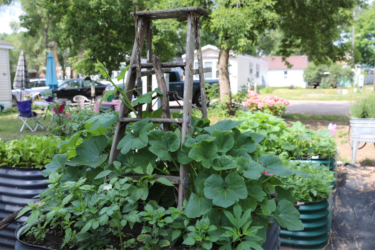 Garden bed with old ladder used as a grow pole for plants