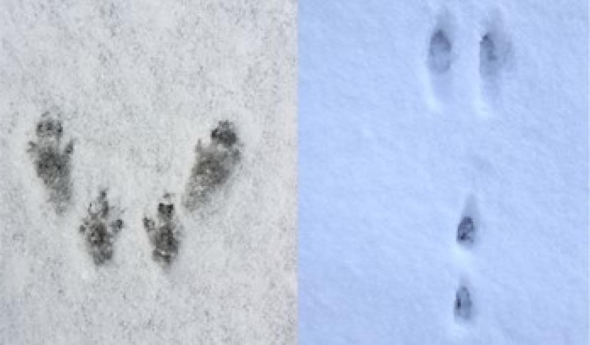 animal tracks