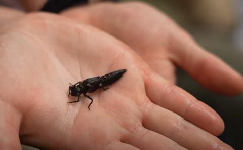 Water Bug Nine Mile Creek