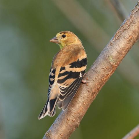 Goldfinch