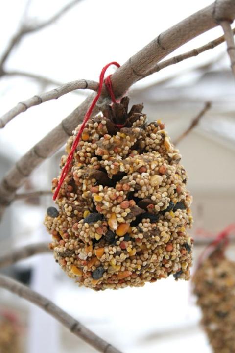 Pine Cone Bird Feeder