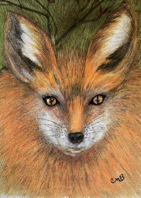 Colored Pencil Drawing of a Fox